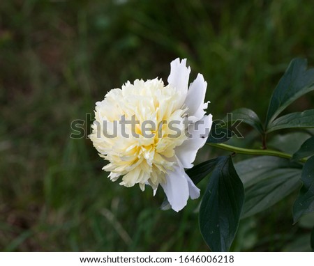 Flower yellow peony in the garden on the background of green leaves