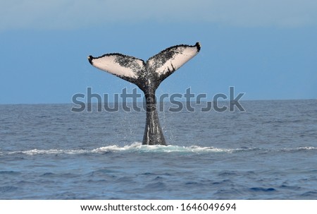 Humpback Whale lifting its tail high out of the ocean as water droplets cascade off in a beautiful display of tail slapping behavior.