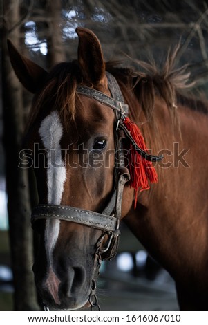 brown horse in the pasture. a horse grazes on a green meadow under the sun. Welsh pony running and standing in high grass, long mane, brown horse galloping, brown horse standing in farm