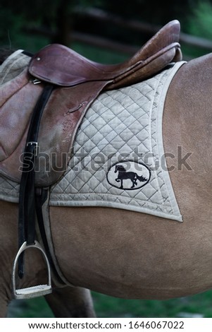 Portrait of a sports stallion. Riding on a horse. Thoroughbred horse. Beautiful horse. Sports horse in ammunition before competitions. Closeup