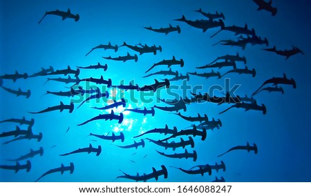 Amazing Hammerhead Sharks School in the Mexican Pacific Royalty-Free Stock Photo #1646088247