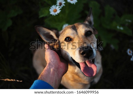 Unrecognizable owner stroking head of obedient dog while spending time in green blooming field in countryside together