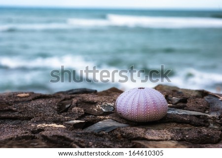 Sea urchin shell resting on the rocks infront of the ocean waves.. taken in St. Croix