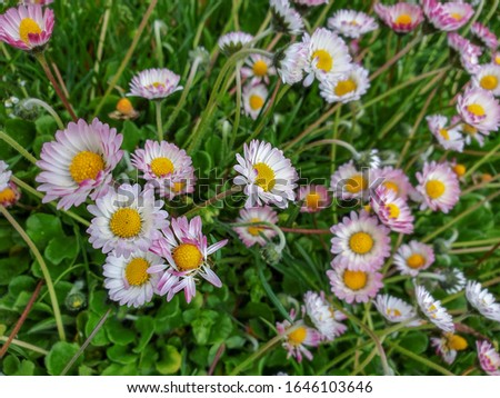Close up from above the white and rose blossoms around the yellow centre of the Bellis perennis, Large group of daisies in white and rose in the fresh green of the spring meadow. 