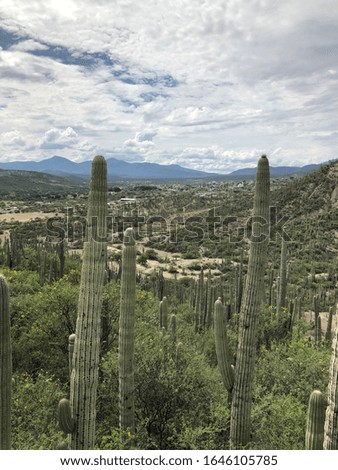 Valley in a desert with green and dry cactus
