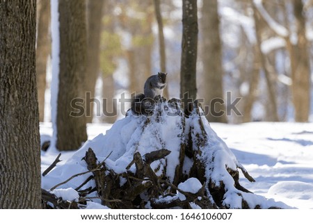 Squirrel. Eastern gray squirrel in  winter, natural scene from Wisconsin state park.