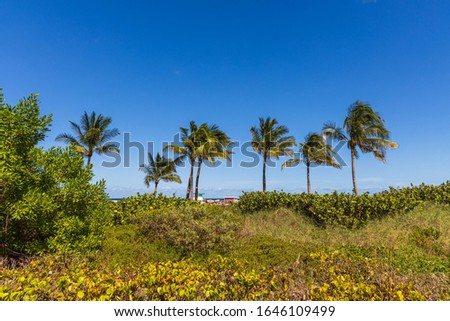Gorgeous tropical landscape view. Green palm trees and plants on coast line on blue sky background Miami south beach. Gorgeous nature landscape background.