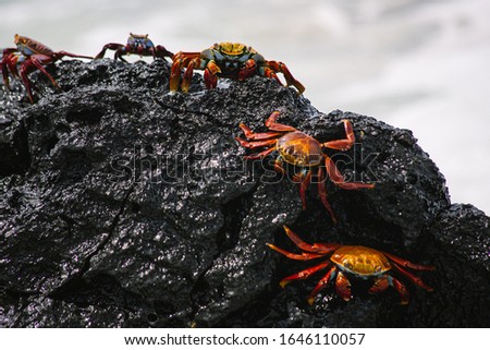 Sally lightfoot crab, red crab on a black rock, family of crabs Royalty-Free Stock Photo #1646110057