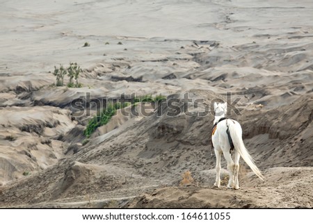 White horse stand at Desert Sand Dune Mountain Landscape of Bromo Volcano crater, East Java Island Indonesia (Selective focus at hourse)