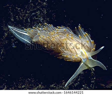 Hermissenda crassicornis,  a common  nudibranch of the Northeastern Pacific, deters predators by sequestering the functional nematocysts of their Cnidarian prey in the white tips of their back frills.