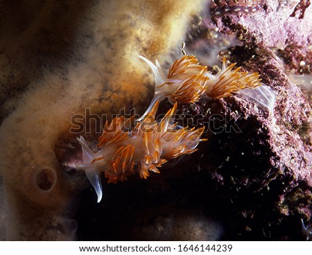 Hermissenda crassicornis,  a common  nudibranch of the Northeastern Pacific, deters predators by sequestering the functional nematocysts of their Cnidarian prey in the white tips of their back frills.