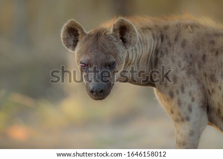 A closeup shot of a hyena with its one eye injured and bleeding
