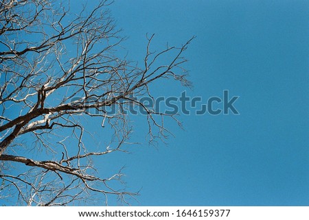 Dead trees on a bright sky background. Photo by film camera.