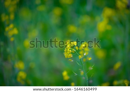 A close up photography beautiful green yellow mustard seeds flowers petals blooming in the garden cute mustard flowers stock photo.