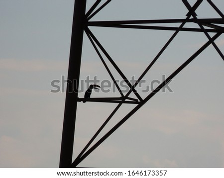 Toucan silhouette sitting on iron structure in late afternoon