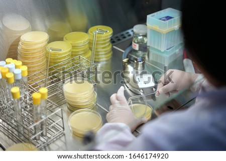 soft​ focus​ scientist​ is​ spreading the​ sample​ solution​ on specific​ medium because she isolate Bacillus bacteria, by aseptic technique Royalty-Free Stock Photo #1646174920