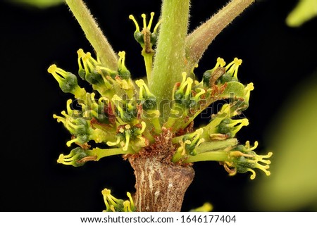 Prickly Ash - Xanthoxylum americanum  , PlantMacro lens