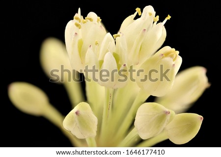 Allium tricoccum  , Ramps, flower Macro