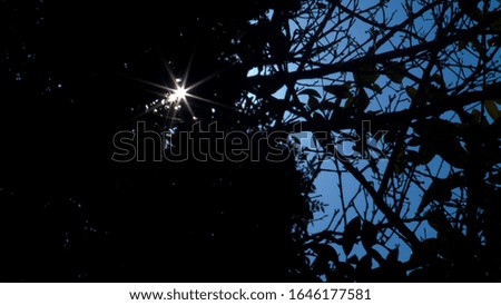 Silhouette of tree and blue sky with sun light leaking through in the shape of a Star.