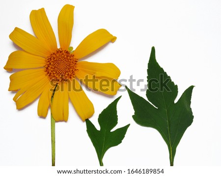 Tithonia diversifolia, Blooming flowers and insulin leaves isolated in a white background.