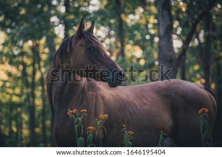 Brown Horse Equine  flower portrait