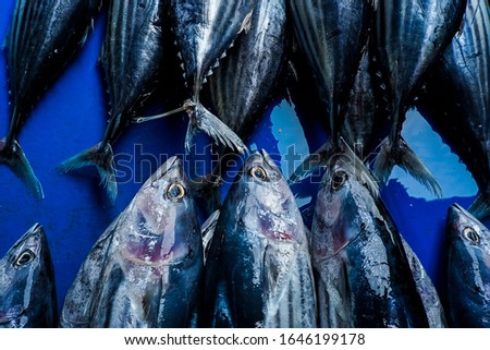 Fresh yellow fin tuna catch at the fish in the traditional market 