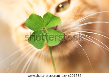 Beautiful orange tabby cat sniffing a lucky four leaf clover. Finding a lucky or special cat concept.