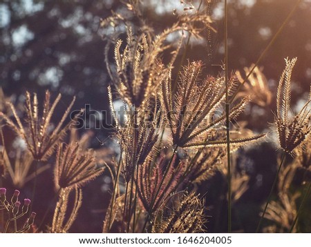 Pictures of grass flowers and small flowers  Design the image to blur the vintage style with brown tones.  The background is a tree and the sun shines through.