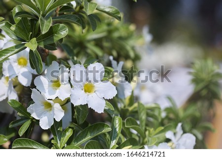 White desert rose (Adenium obesum) blooming in the garden