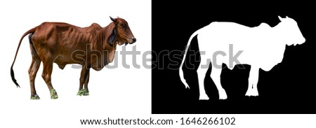isolated cow on white background with clipping path and alpha chanel Royalty-Free Stock Photo #1646266102
