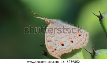 beautiful oriental grey pansy butterfly (junonia atlites) sitting on cactus plant, this butterfly found in india and south east asia