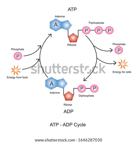 Adenosine triphosphate(ATP) is an organic molecule used for
short term energy storage and transport in the cell.Adenosine diphosphate (ADP) is organic compound for metabolism in cell Royalty-Free Stock Photo #1646287030