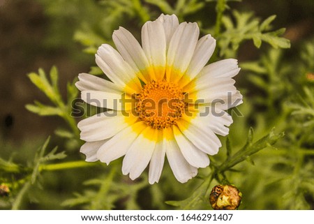 A picture of flowers with blur background
