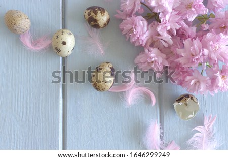 Welcome Spring! Happy Easter! Easter, spring greeting card, invitation with quail eggs, pink sakura and pink decorative feather on blue wood table. Feminine styled stock flat lay photo, top view.