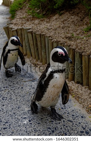 Simons town borders beach penguin 
