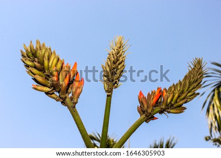 A picture of flower buds