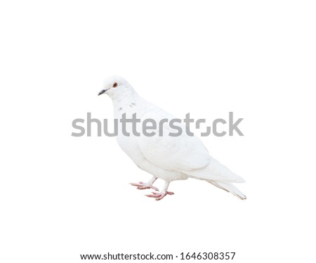 A pigeon. A bird isolated on white background