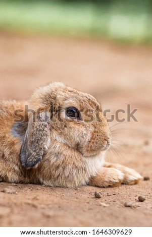 Cute bunny rabbit outdoor portrait close up