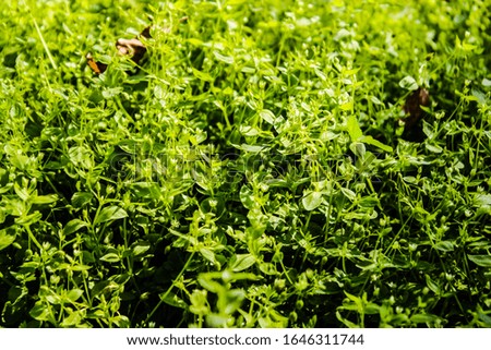 A picture of grass in garden
