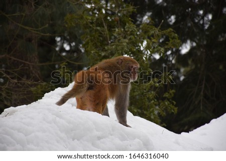 Monkey in snow, infront of the tree. Detail of monkey, Wildlife scene from Pakistan.