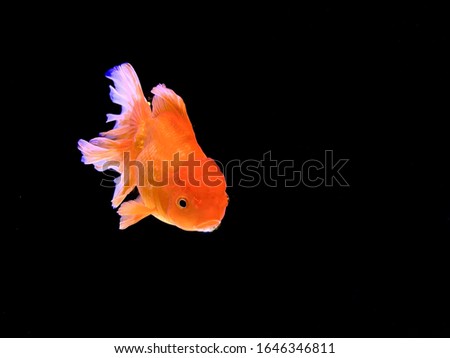 Isolated picture of an orange goldfish  On a black background