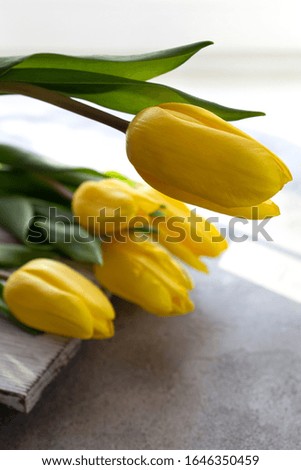Yellow tulips on a light gray background. Tulip close-up. The concept of spring. Women's day. Light from a window in the background. Vertical orientation. Happy mother's day
