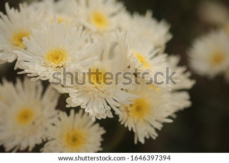  Close up  chrysanthemum flowers in the garden.