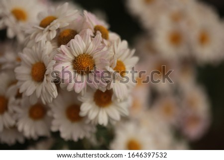  Close up  chrysanthemum flowers in the garden.