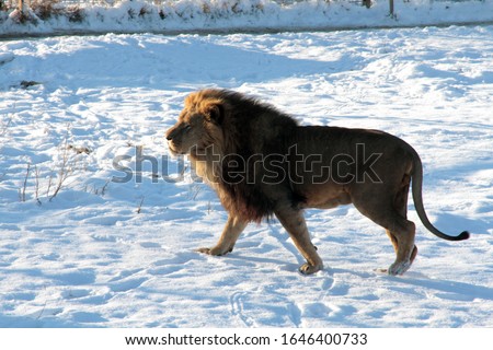 Lion in the snow in the winter at the zoo in the city of Belogorsk (Crimea, Crimean peninsula).
