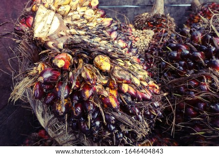 Close up of African Oil Palm (Elaeis guineensis). 