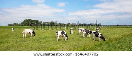Group of cows grazing in the pasture, peaceful and sunny in Dutch landscape of flat land with a blue sky with clouds on the horizon, wide view Royalty-Free Stock Photo #1646407702