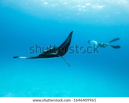 Male free diver and Giant oceanic manta ray, Manta Birostris, hovering underwater in blue ocean. Watching undersea world during adventure snorkeling tour on Maldives islands. Royalty-Free Stock Photo #1646409961