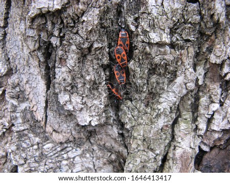 
Winged red bug beetles on a tree