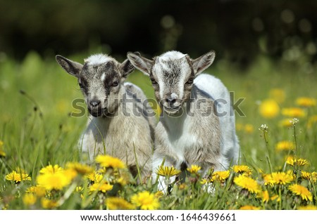 Pygmy Goat or Dwarf Goat, capra hircus, 3 Months Old Baby Goat standing on Dandelions   Royalty-Free Stock Photo #1646439661